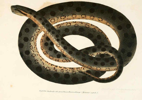 Reproducción/Reproduction 6309764174: Bilder-Atlas zur wissenschaftlich-populären Naturgeschichte der Wirbelthiere Wien :K.K. Hof-und Staatsdruckerei,1867