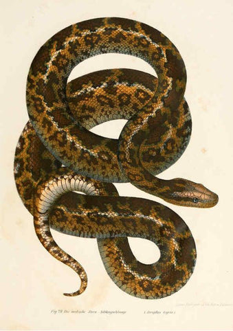 Reproducción/Reproduction 6309243097: Bilder-Atlas zur wissenschaftlich-populären Naturgeschichte der Wirbelthiere Wien :K.K. Hof-und Staatsdruckerei,1867