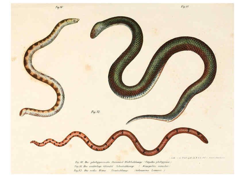 Reproducción/Reproduction 6309243275: Bilder-Atlas zur wissenschaftlich-populären Naturgeschichte der Wirbelthiere Wien :K.K. Hof-und Staatsdruckerei,1867