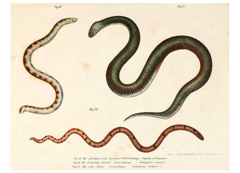 Reproducción/Reproduction 6309243275: Bilder-Atlas zur wissenschaftlich-populären Naturgeschichte der Wirbelthiere Wien :K.K. Hof-und Staatsdruckerei,1867