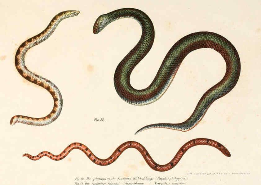 Reproducción/Reproduction 6309243275: Bilder-Atlas zur wissenschaftlich-populären Naturgeschichte der Wirbelthiere Wien :K.K. Hof-und Staatsdruckerei,1867