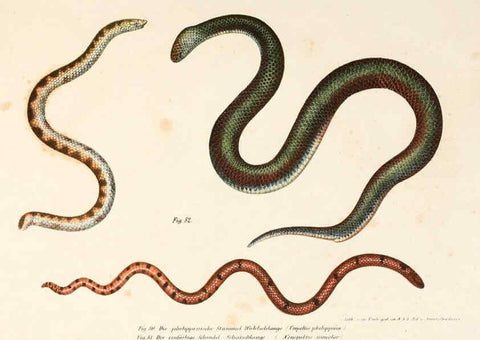 Reproducción/Reproduction 6309243275: Bilder-Atlas zur wissenschaftlich-populären Naturgeschichte der Wirbelthiere Wien :K.K. Hof-und Staatsdruckerei,1867