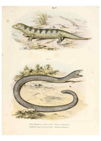 Reproducción/Reproduction 6309241801: Bilder-Atlas zur wissenschaftlich-populären Naturgeschichte der Wirbelthiere Wien :K.K. Hof-und Staatsdruckerei,1867