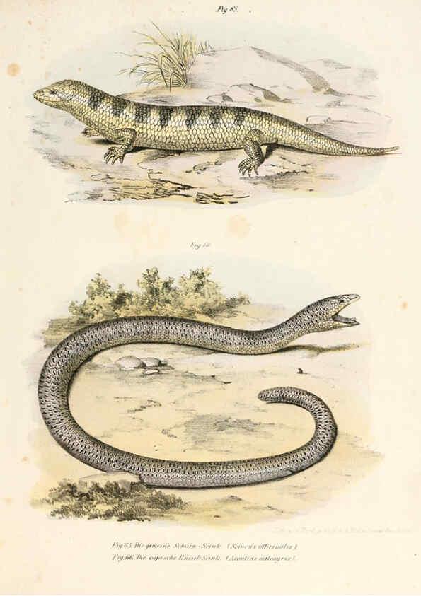 Reproducción/Reproduction 6309241801: Bilder-Atlas zur wissenschaftlich-populären Naturgeschichte der Wirbelthiere Wien :K.K. Hof-und Staatsdruckerei,1867