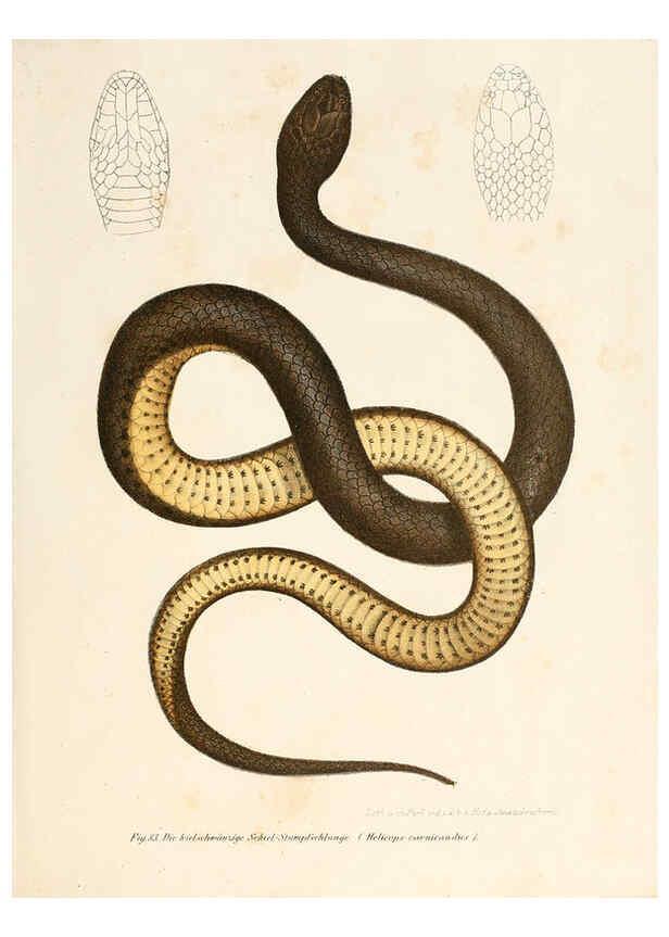 Reproducción/Reproduction 6309764764: Bilder-Atlas zur wissenschaftlich-populären Naturgeschichte der Wirbelthiere Wien :K.K. Hof-und Staatsdruckerei,1867
