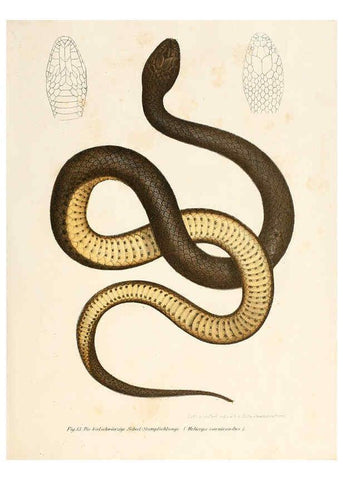 Reproducción/Reproduction 6309764764: Bilder-Atlas zur wissenschaftlich-populären Naturgeschichte der Wirbelthiere Wien :K.K. Hof-und Staatsdruckerei,1867