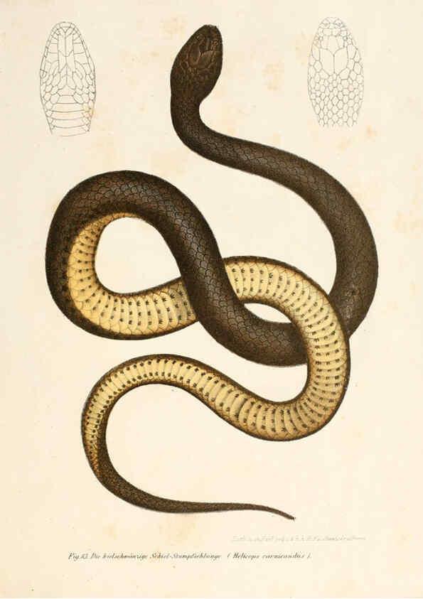 Reproducción/Reproduction 6309764764: Bilder-Atlas zur wissenschaftlich-populären Naturgeschichte der Wirbelthiere Wien :K.K. Hof-und Staatsdruckerei,1867