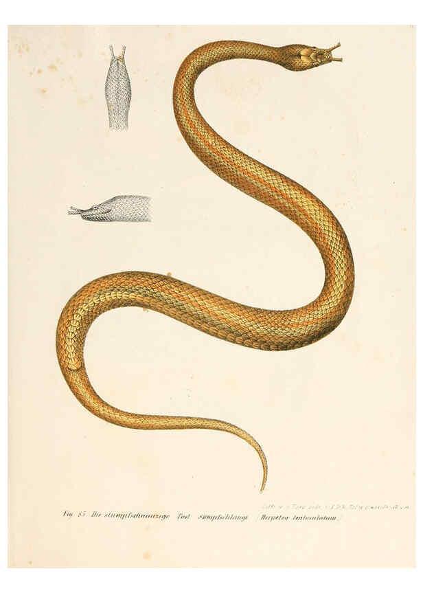 Reproducción/Reproduction 6309765138: Bilder-Atlas zur wissenschaftlich-populären Naturgeschichte der Wirbelthiere Wien :K.K. Hof-und Staatsdruckerei,1867