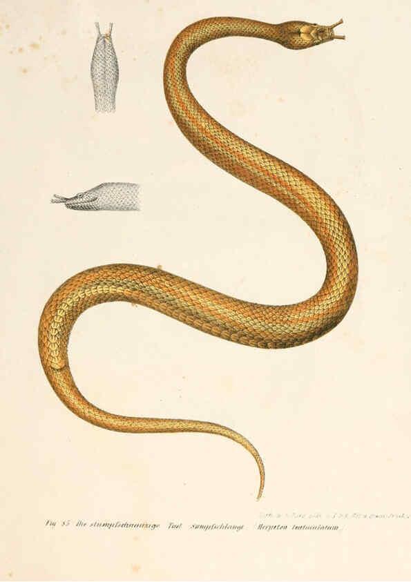 Reproducción/Reproduction 6309765138: Bilder-Atlas zur wissenschaftlich-populären Naturgeschichte der Wirbelthiere Wien :K.K. Hof-und Staatsdruckerei,1867