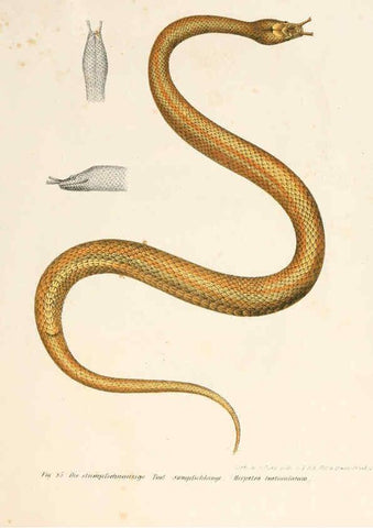 Reproducción/Reproduction 6309765138: Bilder-Atlas zur wissenschaftlich-populären Naturgeschichte der Wirbelthiere Wien :K.K. Hof-und Staatsdruckerei,1867