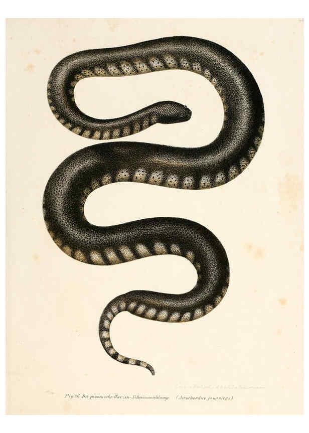 Reproducción/Reproduction 6309765312: Bilder-Atlas zur wissenschaftlich-populären Naturgeschichte der Wirbelthiere Wien :K.K. Hof-und Staatsdruckerei,1867