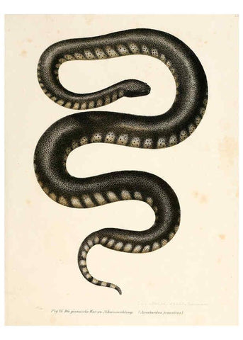 Reproducción/Reproduction 6309765312: Bilder-Atlas zur wissenschaftlich-populären Naturgeschichte der Wirbelthiere Wien :K.K. Hof-und Staatsdruckerei,1867