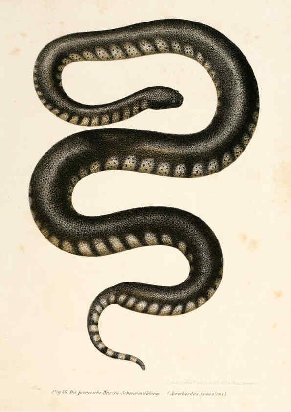 Reproducción/Reproduction 6309765312: Bilder-Atlas zur wissenschaftlich-populären Naturgeschichte der Wirbelthiere Wien :K.K. Hof-und Staatsdruckerei,1867