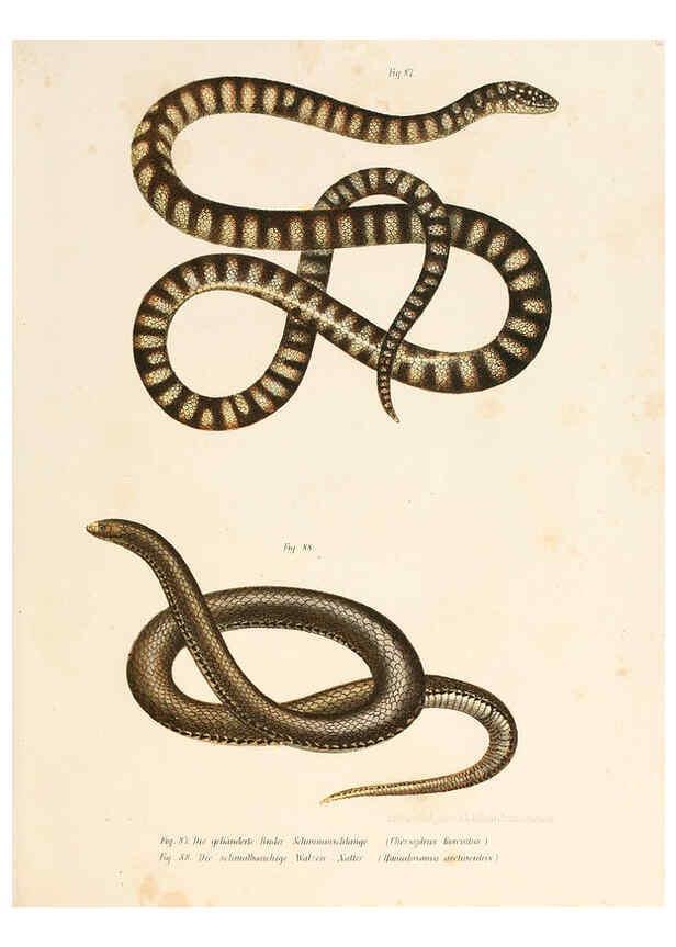 Reproducción/Reproduction 6309765514: Bilder-Atlas zur wissenschaftlich-populären Naturgeschichte der Wirbelthiere Wien :K.K. Hof-und Staatsdruckerei,1867