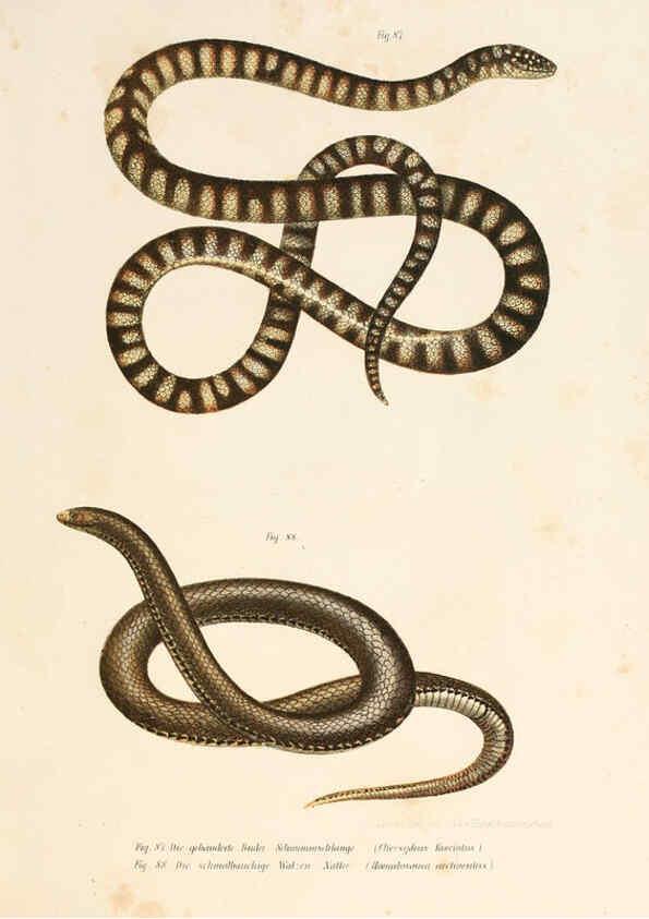 Reproducción/Reproduction 6309765514: Bilder-Atlas zur wissenschaftlich-populären Naturgeschichte der Wirbelthiere Wien :K.K. Hof-und Staatsdruckerei,1867
