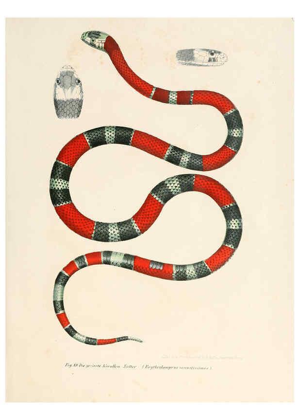 Reproducción/Reproduction 6309244371: Bilder-Atlas zur wissenschaftlich-populären Naturgeschichte der Wirbelthiere Wien :K.K. Hof-und Staatsdruckerei,1867