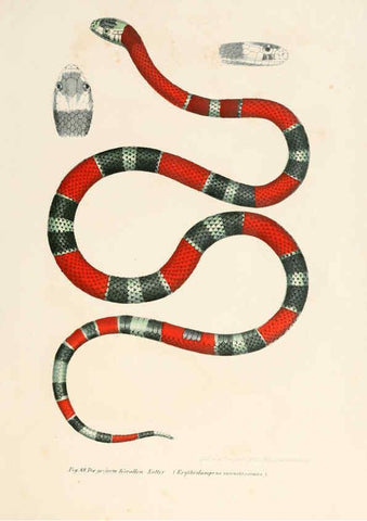 Reproducción/Reproduction 6309244371: Bilder-Atlas zur wissenschaftlich-populären Naturgeschichte der Wirbelthiere Wien :K.K. Hof-und Staatsdruckerei,1867