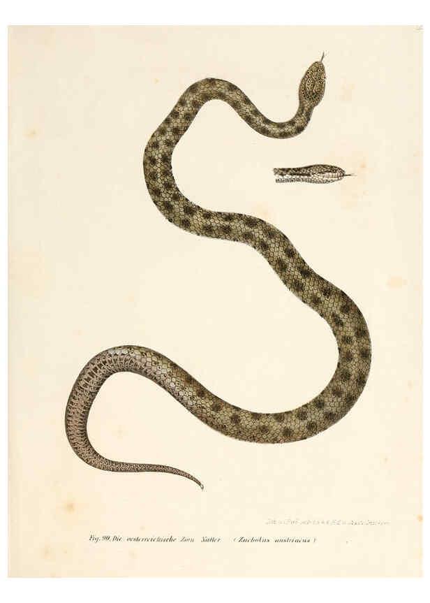 Reproducción/Reproduction 6309244583: Bilder-Atlas zur wissenschaftlich-populären Naturgeschichte der Wirbelthiere Wien :K.K. Hof-und Staatsdruckerei,1867