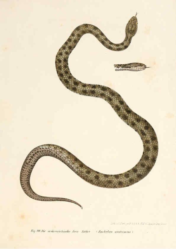 Reproducción/Reproduction 6309244583: Bilder-Atlas zur wissenschaftlich-populären Naturgeschichte der Wirbelthiere Wien :K.K. Hof-und Staatsdruckerei,1867