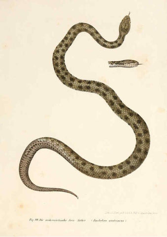 Reproducción/Reproduction 6309244583: Bilder-Atlas zur wissenschaftlich-populären Naturgeschichte der Wirbelthiere Wien :K.K. Hof-und Staatsdruckerei,1867