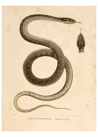 Reproducción/Reproduction 6309766048: Bilder-Atlas zur wissenschaftlich-populären Naturgeschichte der Wirbelthiere Wien :K.K. Hof-und Staatsdruckerei,1867