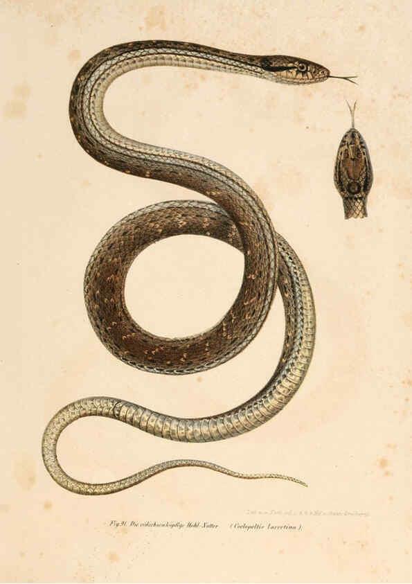 Reproducción/Reproduction 6309766048: Bilder-Atlas zur wissenschaftlich-populären Naturgeschichte der Wirbelthiere Wien :K.K. Hof-und Staatsdruckerei,1867