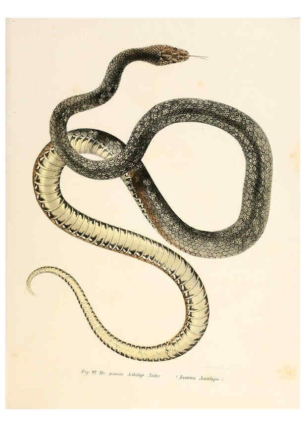 Reproducción/Reproduction 6309766258: Bilder-Atlas zur wissenschaftlich-populären Naturgeschichte der Wirbelthiere Wien :K.K. Hof-und Staatsdruckerei,1867