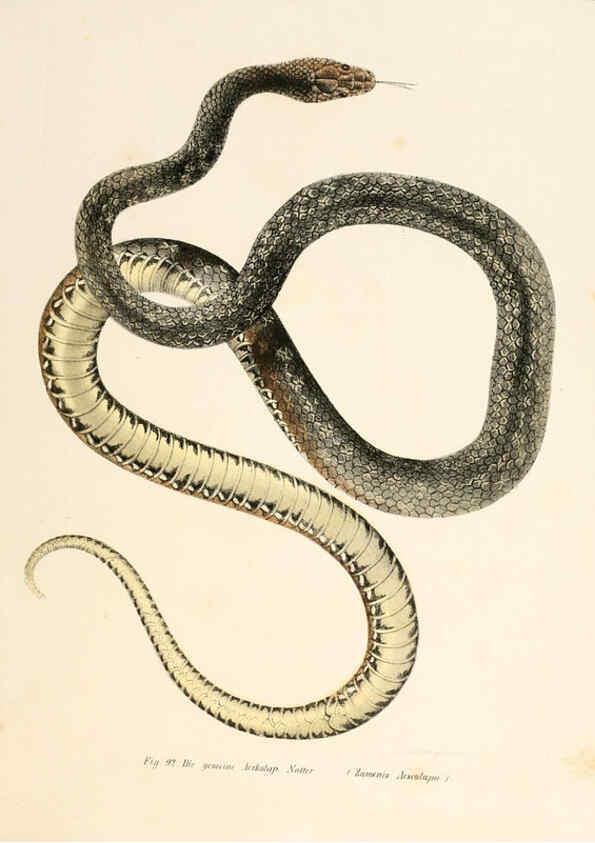 Reproducción/Reproduction 6309766258: Bilder-Atlas zur wissenschaftlich-populären Naturgeschichte der Wirbelthiere Wien :K.K. Hof-und Staatsdruckerei,1867