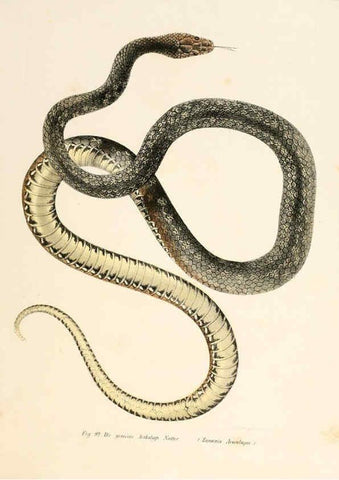 Reproducción/Reproduction 6309766258: Bilder-Atlas zur wissenschaftlich-populären Naturgeschichte der Wirbelthiere Wien :K.K. Hof-und Staatsdruckerei,1867