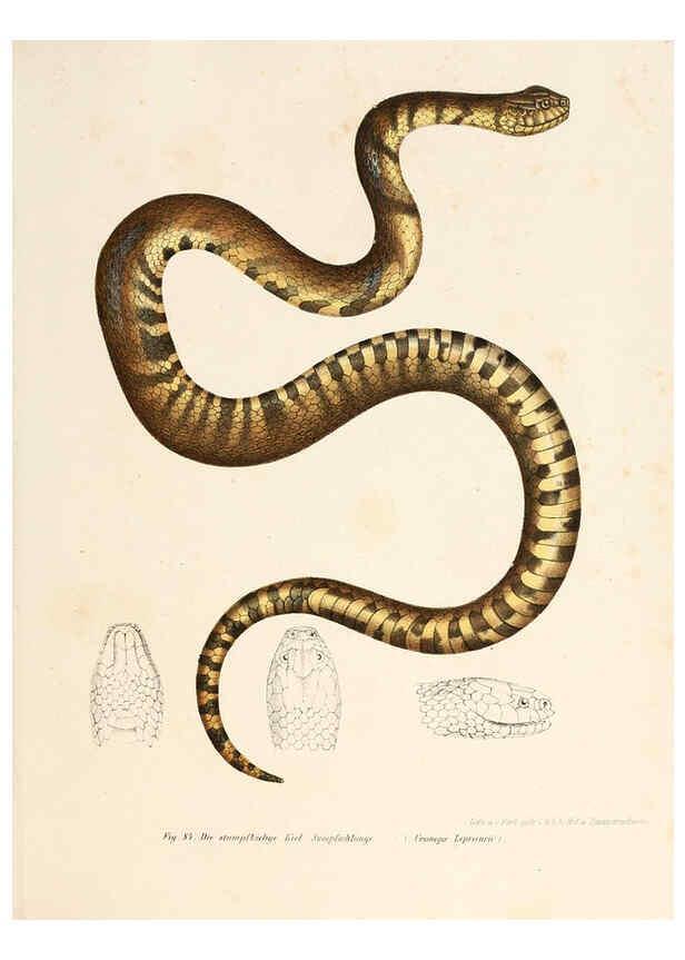 Reproducción/Reproduction 6309764930: Bilder-Atlas zur wissenschaftlich-populären Naturgeschichte der Wirbelthiere Wien :K.K. Hof-und Staatsdruckerei,1867