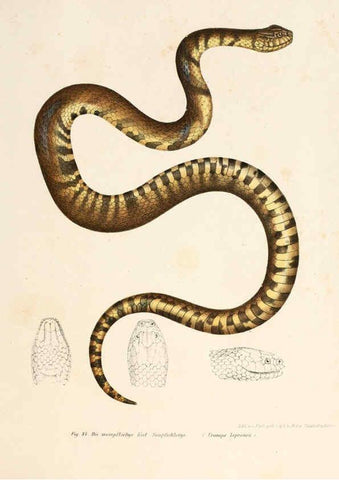Reproducción/Reproduction 6309764930: Bilder-Atlas zur wissenschaftlich-populären Naturgeschichte der Wirbelthiere Wien :K.K. Hof-und Staatsdruckerei,1867