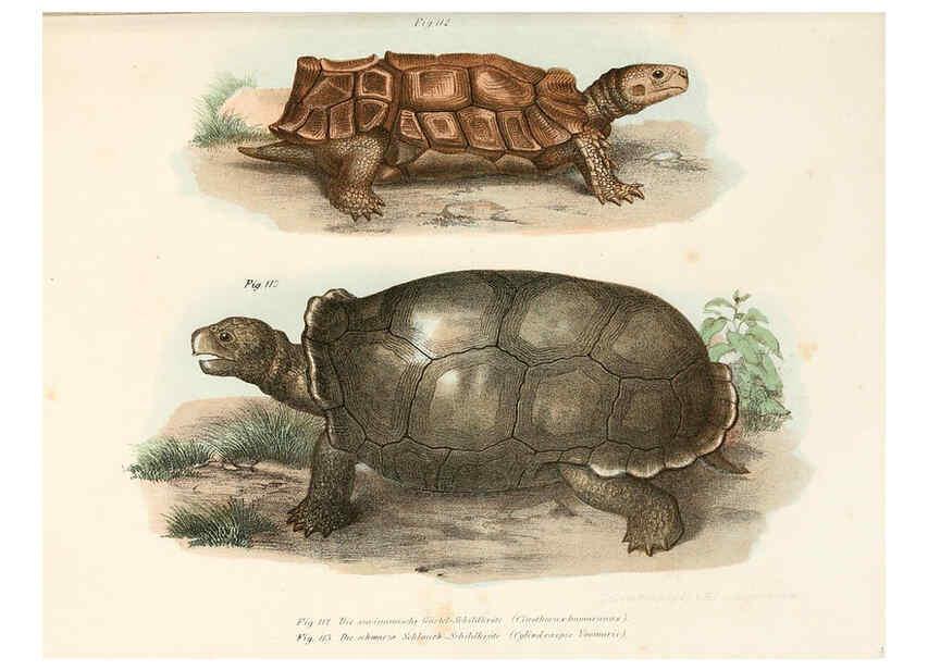 Reproducción/Reproduction 6309770188: Bilder-Atlas zur wissenschaftlich-populären Naturgeschichte der Wirbelthiere Wien :K.K. Hof-und Staatsdruckerei,1867