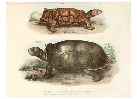 Reproducción/Reproduction 6309770188: Bilder-Atlas zur wissenschaftlich-populären Naturgeschichte der Wirbelthiere Wien :K.K. Hof-und Staatsdruckerei,1867
