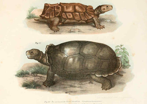 Reproducción/Reproduction 6309770188: Bilder-Atlas zur wissenschaftlich-populären Naturgeschichte der Wirbelthiere Wien :K.K. Hof-und Staatsdruckerei,1867