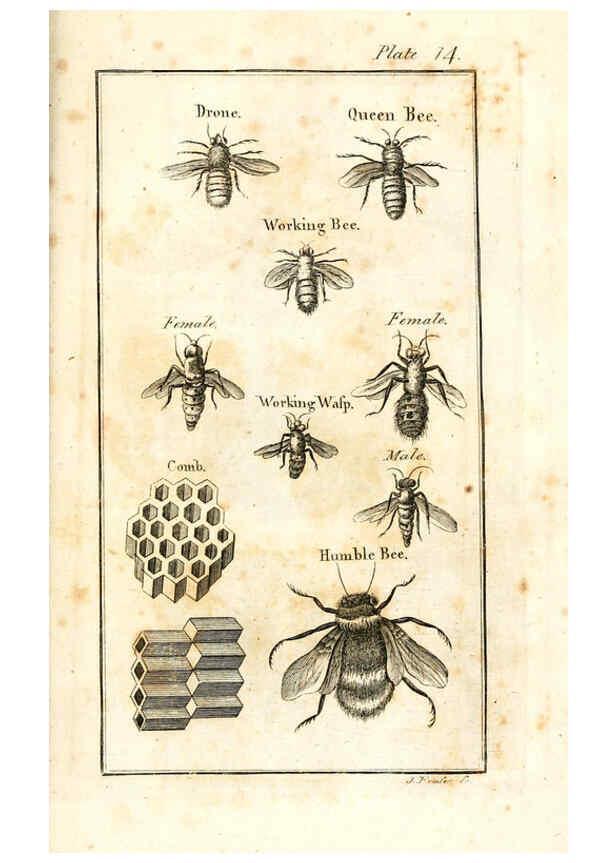 Reproducción/Reproduction 6308906565: The natural history of insects Perth :Printed by R. Morrison Junior,1792