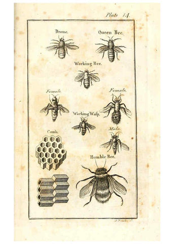 Reproducción/Reproduction 6308906565: The natural history of insects Perth :Printed by R. Morrison Junior,1792