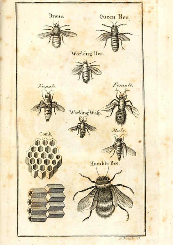 Reproducción/Reproduction 6308906565: The natural history of insects Perth :Printed by R. Morrison Junior,1792
