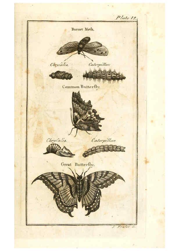 Reproducción/Reproduction 6308906125: The natural history of insects Perth :Printed by R. Morrison Junior,1792