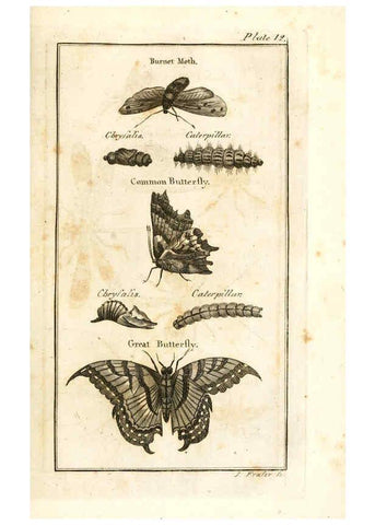 Reproducción/Reproduction 6308906125: The natural history of insects Perth :Printed by R. Morrison Junior,1792