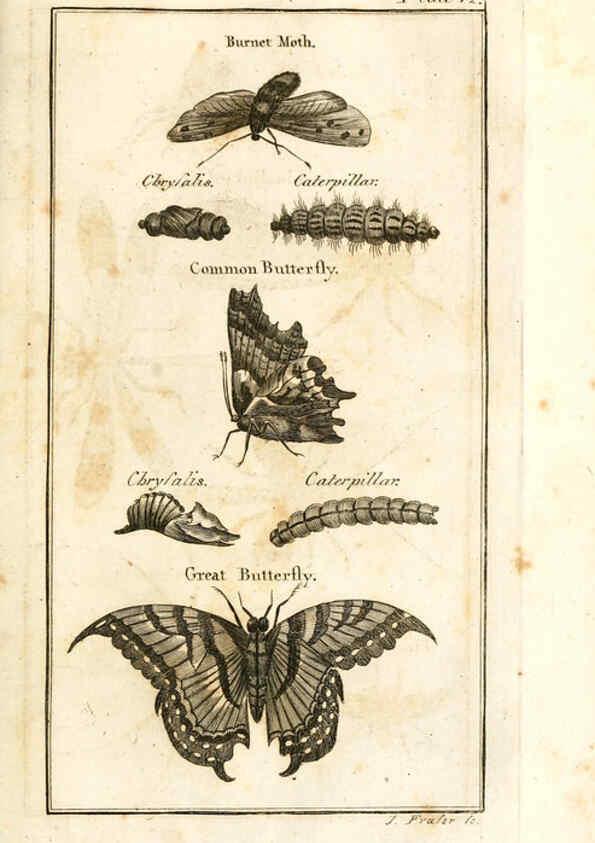 Reproducción/Reproduction 6308906125: The natural history of insects Perth :Printed by R. Morrison Junior,1792