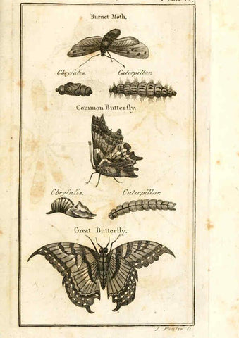 Reproducción/Reproduction 6308906125: The natural history of insects Perth :Printed by R. Morrison Junior,1792
