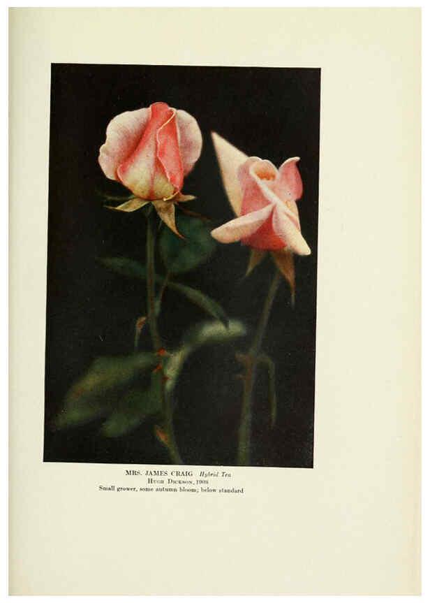 Reproducción/Reproduction 6309189774: The practical book of outdoor rose growing for the home garden Philadelphia and London,J.B. Lippincott, Co.,1920