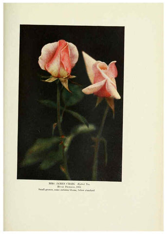 Reproducción/Reproduction 6309189774: The practical book of outdoor rose growing for the home garden Philadelphia and London,J.B. Lippincott, Co.,1920
