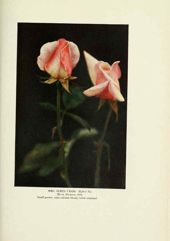 Reproducción/Reproduction 6309189774: The practical book of outdoor rose growing for the home garden Philadelphia and London,J.B. Lippincott, Co.,1920