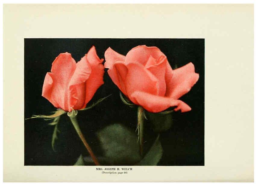 Reproducción/Reproduction 6308668909: The practical book of outdoor rose growing for the home garden Philadelphia and London,J.B. Lippincott, Co.,1920