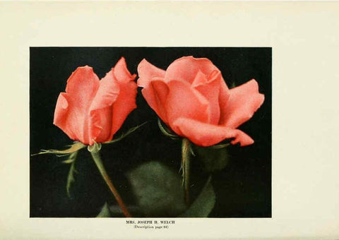 Reproducción/Reproduction 6308668909: The practical book of outdoor rose growing for the home garden Philadelphia and London,J.B. Lippincott, Co.,1920