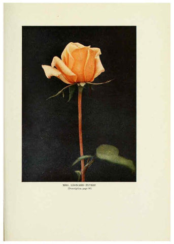 Reproducción/Reproduction 6309190104: The practical book of outdoor rose growing for the home garden Philadelphia and London,J.B. Lippincott, Co.,1920