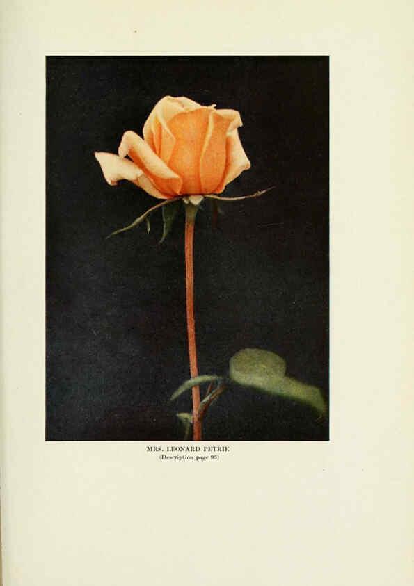Reproducción/Reproduction 6309190104: The practical book of outdoor rose growing for the home garden Philadelphia and London,J.B. Lippincott, Co.,1920