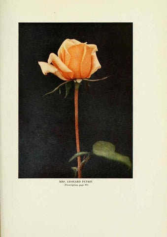 Reproducción/Reproduction 6309190104: The practical book of outdoor rose growing for the home garden Philadelphia and London,J.B. Lippincott, Co.,1920