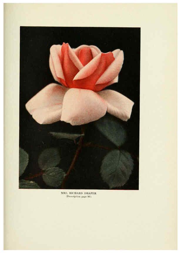 Reproducción/Reproduction 6309190290: The practical book of outdoor rose growing for the home garden Philadelphia and London,J.B. Lippincott, Co.,1920